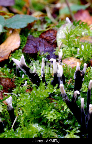 Candlesnuff Pilz, Xylaria Hypoxylon, im Wald, Warwickshire, England, UK Stockfoto