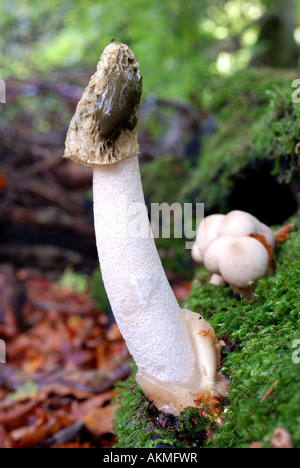 Gemeinsamen Stinkmorchel, Phallus Impudicus, im Wald, Herefordshire, England, UK Stockfoto