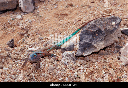 Blaue Whiptail Eidechse Cnemidophorus Murinus Ruthveni Niederländische Antillen Bonaire Bonaire Washington Slagbaai National Park Boka Stockfoto