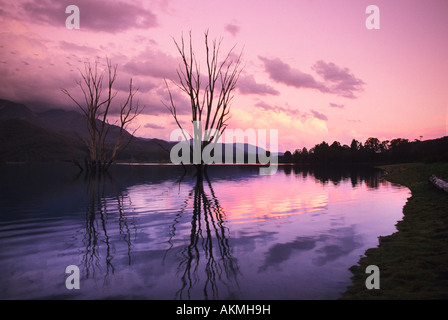 See-Buffalo bei Sonnenuntergang in der Nähe von Bright Australien Stockfoto