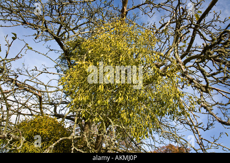 Eine Reihe von Mistel wächst auf einem alten Apfelbaum Stockfoto