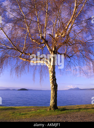 Baum am Ufer des Lake Taupo Nordinsel Neuseeland Stockfoto