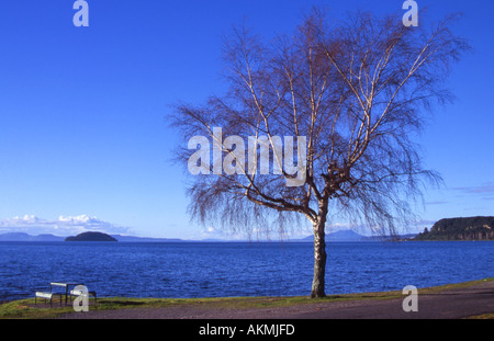 Picknickplatz am Ufer des Lake Taupo Nordinsel Neuseeland Stockfoto