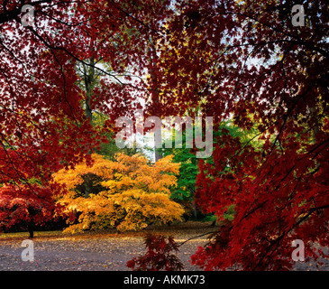 Ahornblätter in vollem Herbstblatt bei Westonbirt Arboretum Gloucestershire Stockfoto