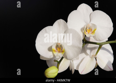 Weiße Orchidee Stockfoto