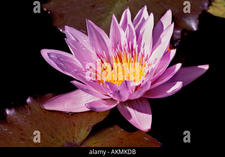 Light Magenta Seerose mit einem gelb-Center Stockfoto