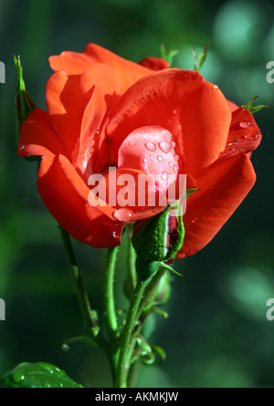 EINE NAHAUFNAHME VON EINEM ROTEN EDELROSEN STIEG HAVERHILL, SUFFOLK Stockfoto