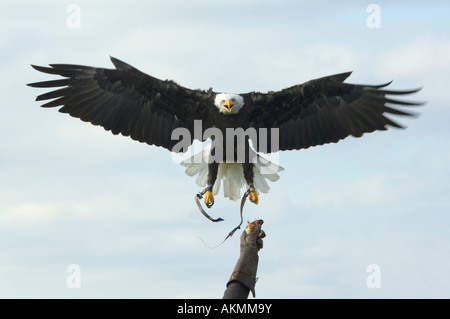 Weißkopfseeadler Haliaeetus Leucocephalus fliegt zurück nach Handler wartet mit einem toten Küken Stockfoto