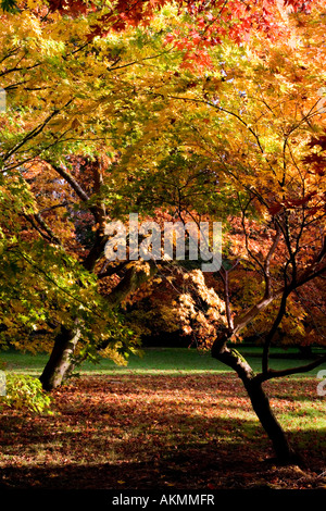 Laub Herbstfärbung des japanischen Acer Ahorn im Westonbirt Arboretum, Tetbury, Gloucestershire, England, UK Stockfoto