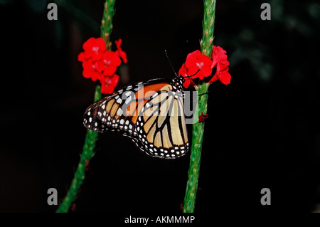 Monarchfalter Danaus Plexippus Mexiko Stockfoto