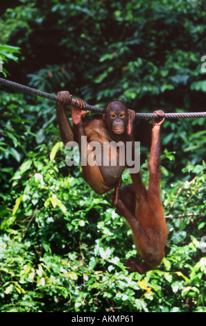 Junge Orang-Utans in Sepilok Rehabilitation Centre Borneo Malaysia Stockfoto