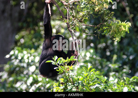 Junger Schimpanse, Pan troglodytes Stockfoto