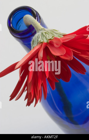 Rote Gerbera in der blauen Flasche. Stockfoto