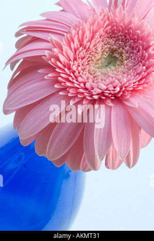 Nahaufnahme von rosa Gerbera in der blauen Flasche. Stockfoto