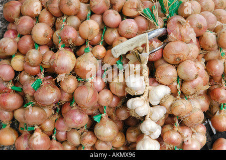 Zwiebeln und Knoblauch, aufgereiht auf einem Fahrrad zum Verkauf an das jährliche Food Festival in Abergavenny Monmouthshire Wales UK GB Stockfoto