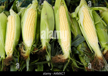 Bio natürliche Frische gesunde Maiskolben zum Verkauf an das jährliche Food Festival in Abergavenny Monmouthshire Wales UK GB Stockfoto