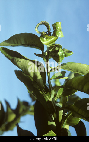 Schwarzen Zitrus Blattlaus Toxoptera Aurantii Schaden und Verzerrung zu jungen orange trieb Stockfoto