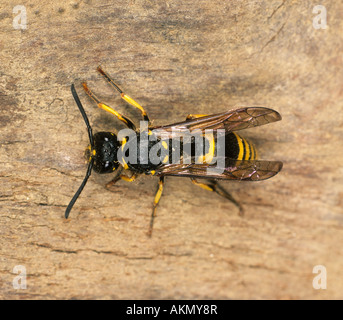 Potter Wespe Odynerus Spinipes Erwachsene auf Holz Stockfoto