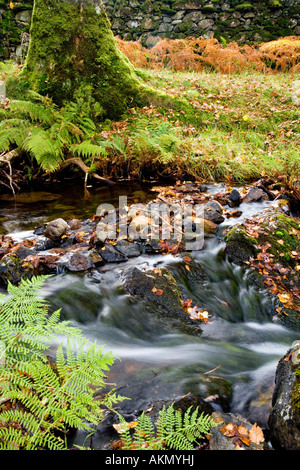 Tom Gill im Lake District, Cumbria UK auf dem Weg zum Tarn Hows im Herbst Stockfoto