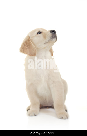 Neugierige Welpen Labrador Stockfoto