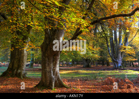 Bolderwood Einzäunung anzeigen herrliche Herbstfärbung, New Forest National Park, Hampshire Stockfoto