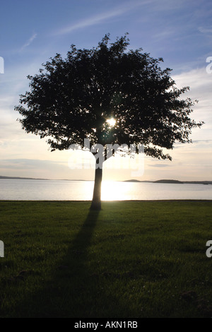 Einsamer Baum Silhouette am Ufer des Lough Melvin bei Sonnenuntergang, Irland Stockfoto