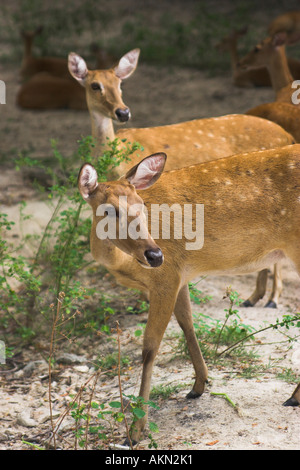 Hirsche in Thailand open zoo Stockfoto