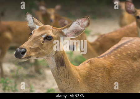 Hirsche in Thailand open zoo Stockfoto