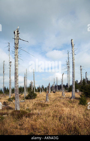 Tote Bäume beschädigt durch den sauren Regen auf Mt Brocken Harz Niedersachsen Deutschland Stockfoto