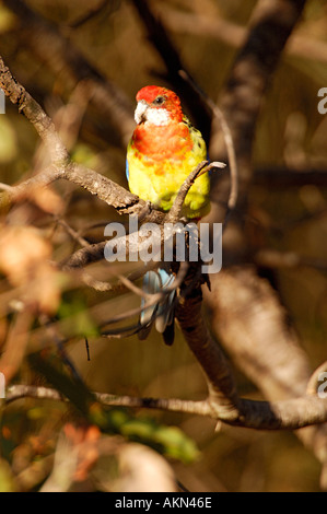 Crimson Rosella Platycercus elegans Stockfoto