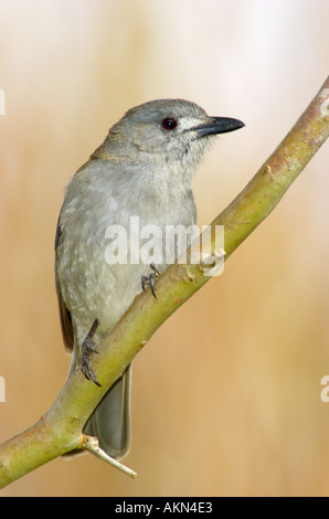 Grey Shrike Soor Colluricincla Mundharmonika Stockfoto
