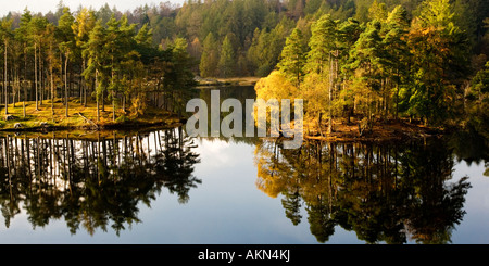 Tarn Hows im späten Nachmittag Herbst Sonnenlicht, Lake District NationalPark, Cumbria, UK Stockfoto