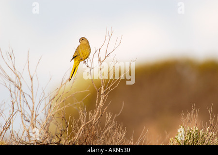 Rock Parrot Neophema petrophila Stockfoto