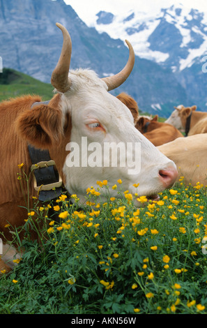 Kuh in den Schweizer Alpen der Schweiz Stockfoto