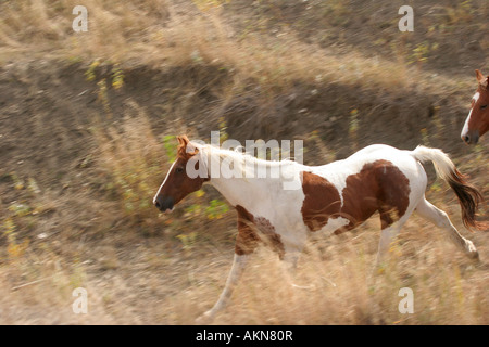 Pferde laufen in die Prärie von South Dakota Stockfoto