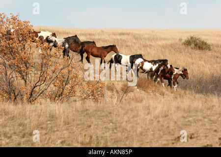 Indischen Ponys oder Pferde laufen hinunter die Hügel von South Dakota Stockfoto