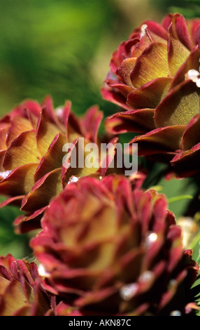 Europäische Lärche-Larix Decidua Kegel Stockfoto