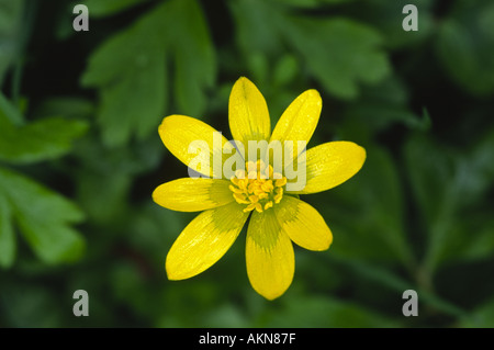 Kleinen Schöllkraut Rannunculus ficaria Stockfoto