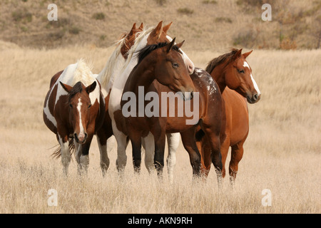 Pferde, die Versammlung in die Prärie von South Dakota Stockfoto