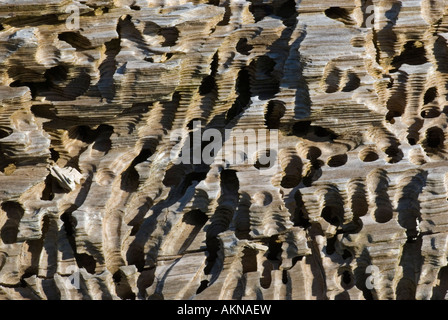 Schiff Wurm (Teredo Navalis) Bohrungen in alten Holz früher Teil der Steg, Achill Island County Mayo, Irland Stockfoto