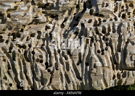 Versenden Sie Wurm (Teredo Navalis) Bohrungen in Altholz, ehemals Teil der Steg, Achill Island County Mayo, Irland Stockfoto