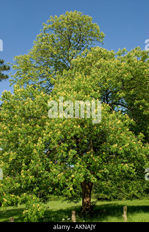 Walnuss Baum (Juglans Regia) in Blüte Stockfoto