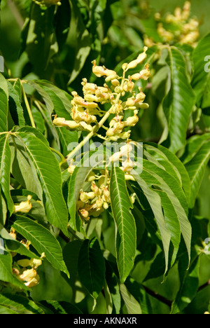 Walnuss (Juglans Regia) Blüten Stockfoto