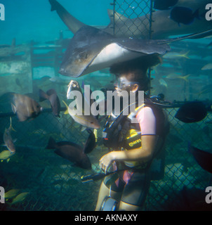 Wetsuited Taucher Hand ernährt sich tropische Fische in einem geschlossenen Tank mit Stingray vorbei über Kopf in Curacao Karibik Stockfoto