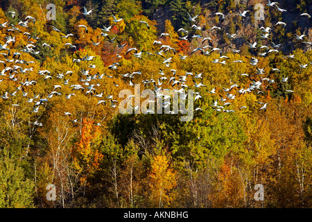 Kanada, Cap Tourmente National Wildlife Area, Migration der kanadischen Provinz Quebec, St. Joachim weiße Gänse oder Schnee Gänse Stockfoto