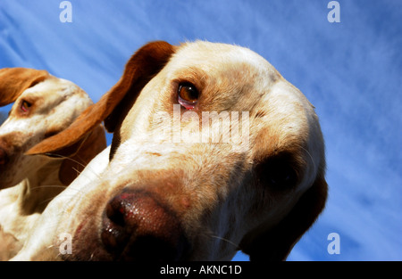 Ein Foxhound Tagung eine Fuchsjagd hautnah Stockfoto