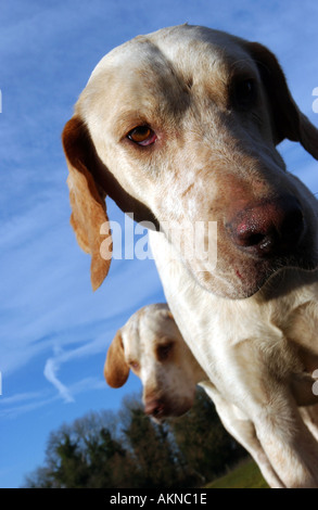 Ein Foxhound Tagung eine Fuchsjagd hautnah Stockfoto