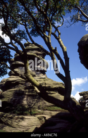 Felsformationen, die Erosion durch Wind und Regen bei Brimham Rocks in der Nähe von Ripon North Yorkshire England Stockfoto