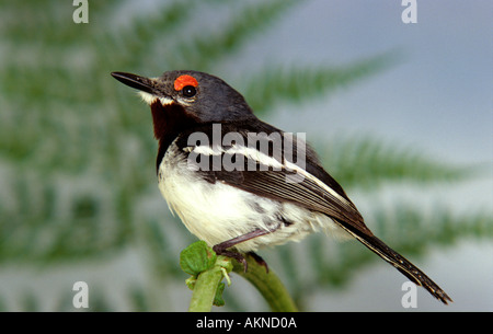 Scharlachrote Flechtwerk eyed Fliegenfänger Platysteira Cyanea. Brown-throated Wattle-Auge (Platysteira Cyanea) Stockfoto