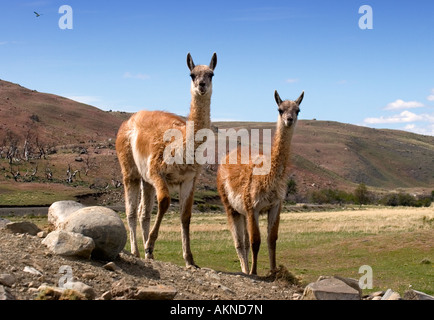 Paar von Guanakos im Torres del Paine Nationalpark, Patagonien, Chile Stockfoto